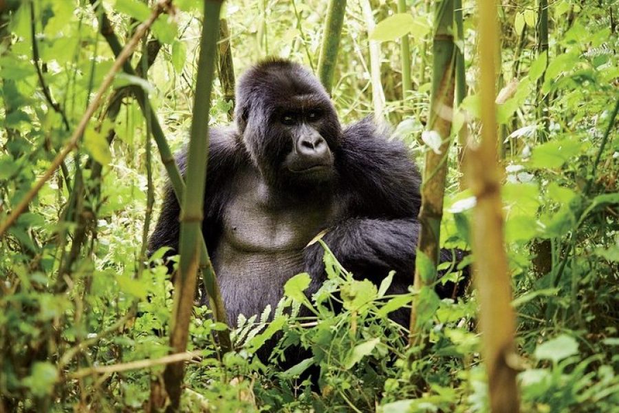1 Day Gorilla Trekking Volcanoes National Park